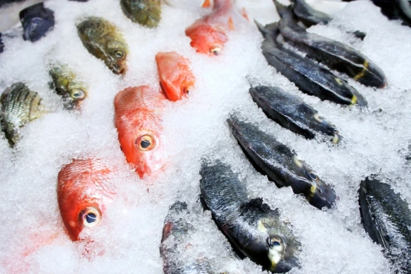 Scongelamento industriale pesce